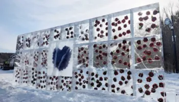 Përrallë dimri, trëndafilat ‘lulëzojnë’ në akull