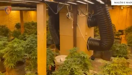 Përshtatën tre ambiente për kultivim kanabisi, një në pranga dhe një në kërkim. Ndalohen 4 punonjës të OSHEE