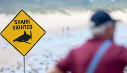 Peshkaqeni kafshon sërfistin, sulmi i katërt në më pak se 48 orë në Australi