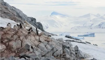 Pinguinët po e përshpejtojnë sezonin e tyre të çiftëzimit. Pse janë kaq të shqetësuar shkencëtarët?