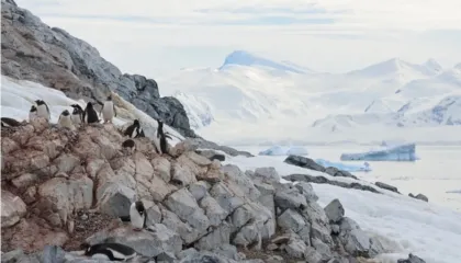 Pinguinët po e përshpejtojnë sezonin e tyre të çiftëzimit. Pse janë kaq të shqetësuar shkencëtarët?