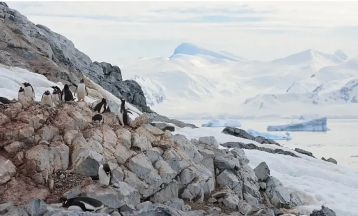 Pinguinët po e përshpejtojnë sezonin e tyre të çiftëzimit. Pse janë kaq të shqetësuar shkencëtarët?