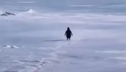 Pinguini Nihilist: pse një video e vjetër po i flet kaq fort internetit në 2026