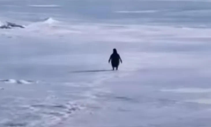 Pinguini Nihilist: pse një video e vjetër po i flet kaq fort internetit në 2026