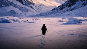 Pse ‘marshimi i vdekjes’ i një pinguini po bëhet viral? Çfarë domethënie ka ‘Pinguini Nihilist’ që e ka bërë internetin të mendojë shumë për jetën