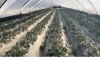 “Pse nuk vijnë të bëjnë verifikimet?”/ Pasojat për përmbytjeve, fermerët me sytë nga shteti: Dëmet janë shumë të mëdha