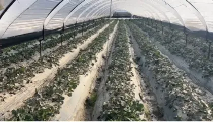 “Pse nuk vijnë të bëjnë verifikimet?”/ Pasojat për përmbytjeve, fermerët me sytë nga shteti: Dëmet janë shumë të mëdha