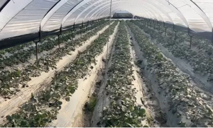 “Pse nuk vijnë të bëjnë verifikimet?”/ Pasojat për përmbytjeve, fermerët me sytë nga shteti: Dëmet janë shumë të mëdha