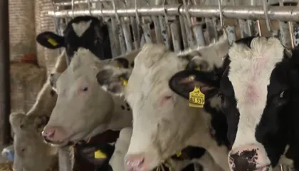 Qumësht me aflatoksinë në treg, blegtorët fajësohen, por misri i kontaminuar hyn lirshëm në vend