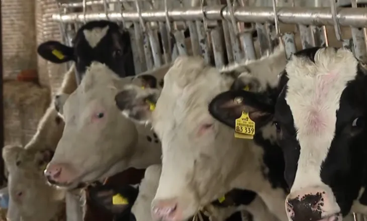 Qumësht me aflatoksinë në treg, blegtorët fajësohen, por misri i kontaminuar hyn lirshëm në vend