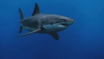 Rrezikohet peshkaqeni i madh Mesdheut, shkencëtarët ngrenë alarmin