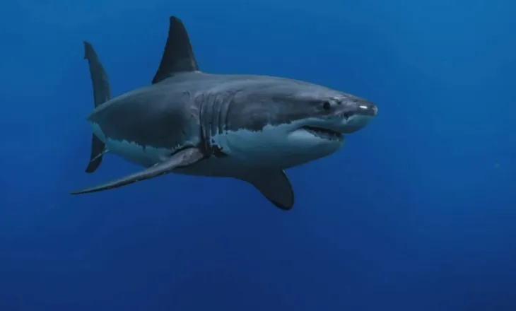 Rrezikohet peshkaqeni i madh Mesdheut, shkencëtarët ngrenë alarmin