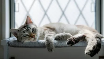 Sa kohë mund të qëndrojë një mace vetëm në shtëpi?
