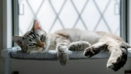 Sa kohë mund të qëndrojë një mace vetëm në shtëpi?