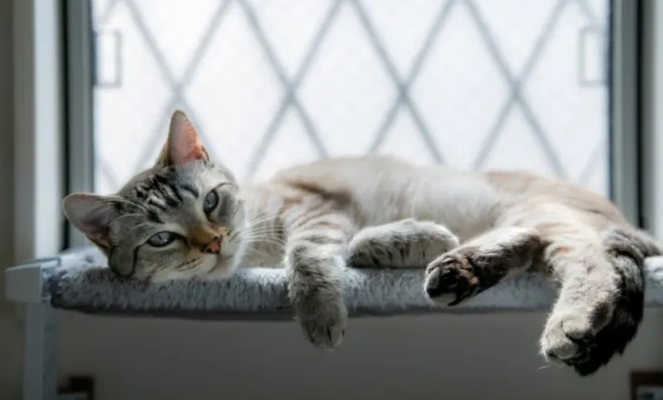 Sa kohë mund të qëndrojë një mace vetëm në shtëpi?