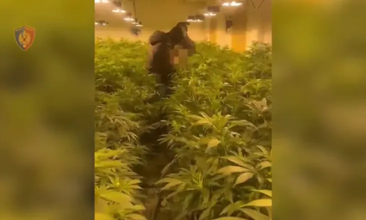 Sekuestrohen armë zjarri e sportive, kokainë dhe kanabis/ Zbulohet ‘shtëpi bari’ në Rrilë të Lezhës, në pranga babë e bir dhe punonjësi i OSHEE