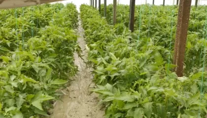 Serat i merr lumi, dëme shumë të mëdha në fshatrat e Kuçovës nga vërshimi i Vjosës/ Fermerët: Jemi të falimentuar nëse nuk ndihmohemi