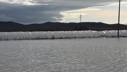 Serat me luleshtrydhe nën ujë, fermerët në Kafaraj: Dëme të pallogaritshme