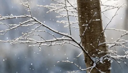 Shi dhe dëborë/ Temperatura deri në -3 gradë! Ja parashikimi i motit për ditën e sotme