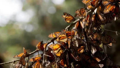 Shkencëtarët paralajmërojnë: Cilësia e ulët e nektarit kërcënon fluturat monarke gjatë migrimit