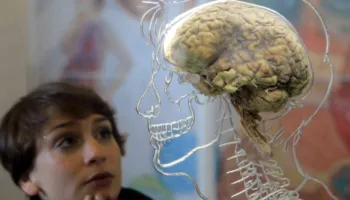 Shkencëtarët: Truri i njeriut është zvogëluar dhe askush nuk e di pse!