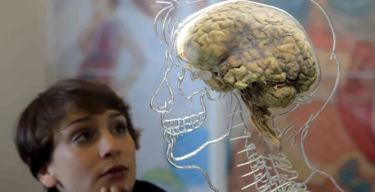 Shkencëtarët: Truri i njeriut është zvogëluar dhe askush nuk e di pse!