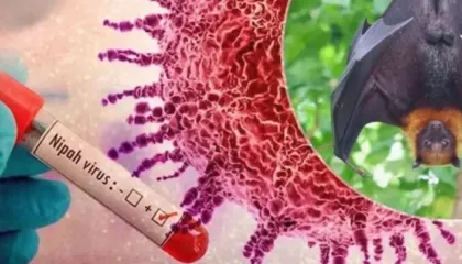 Shpërthimi i virusit vdekjeprurës, rrezik nga epidemia/ Azia merr masa ndaj virusit Nipah