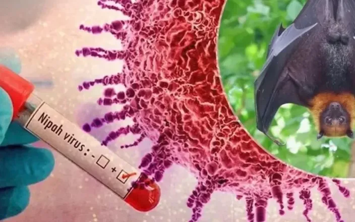 Shpërthimi i virusit vdekjeprurës, rrezik nga epidemia/ Azia merr masa ndaj virusit Nipah