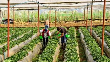 Shqipëria, drejt bujqësisë moderne – Hapet rruga ligjore për akuaponinë, aeroponinë dhe hidroponinë