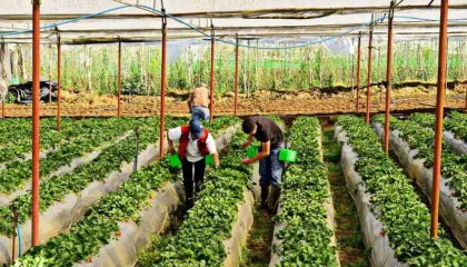 Shqipëria, drejt bujqësisë moderne – Hapet rruga ligjore për akuaponinë, aeroponinë dhe hidroponinë