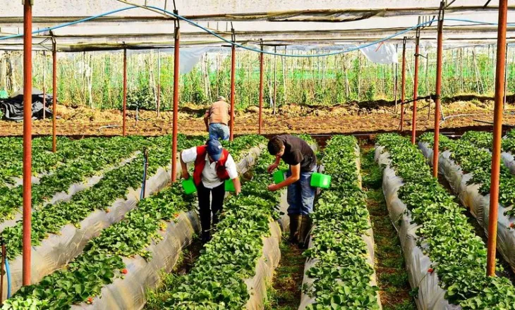 Shqipëria, drejt bujqësisë moderne – Hapet rruga ligjore për akuaponinë, aeroponinë dhe hidroponinë