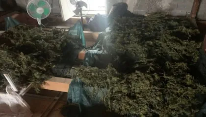 “Shtëpi bari” në Shkodër, kapet 49-vjeçari, në kërkim “shoku” i tij, sekuestrohet lënda narkotike