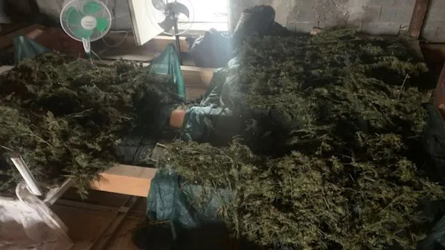 “Shtëpi bari” në Shkodër, kapet 49-vjeçari, në kërkim “shoku” i tij, sekuestrohet lënda narkotike