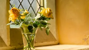 Si ta forconi sistemin imunitar në 7 ditë