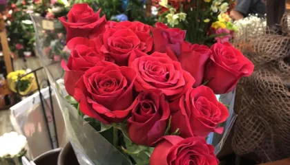 Si të kujdeseni për lulet e ambientit të brendshëm