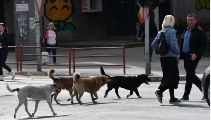 Skandali i rëndë/ Shqipëria trafikon ilegalisht qentë e rrugëve në Maqedoninë e Veriut