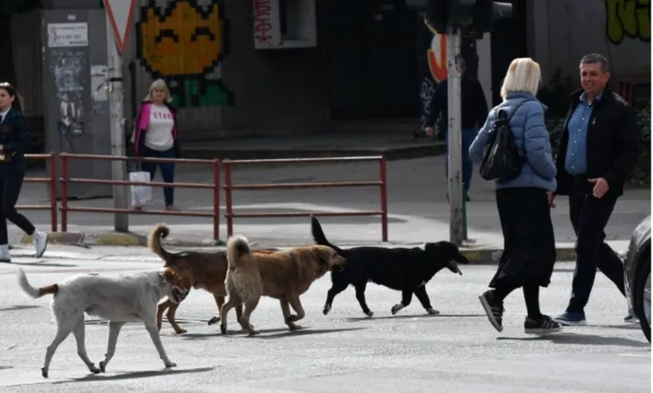 Skandali i rëndë/ Shqipëria trafikon ilegalisht qentë e rrugëve në Maqedoninë e Veriut