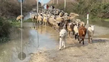 Stanet nën ‘pushtetin’ e ujit në Fier, banori: Niveli i ujit arriti në 1 metër