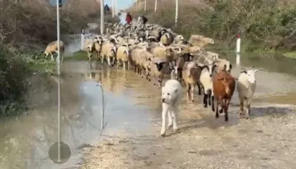 Stanet nën ‘pushtetin’ e ujit në Fier, banori: Niveli i ujit arriti në 1 metër