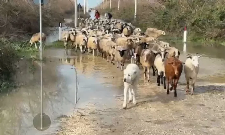 Stanet nën ‘pushtetin’ e ujit në Fier, banori: Niveli i ujit arriti në 1 metër