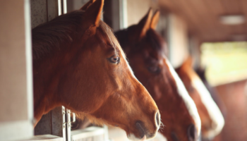 Studimi: Kuajt nuhasin frikën e njeriut