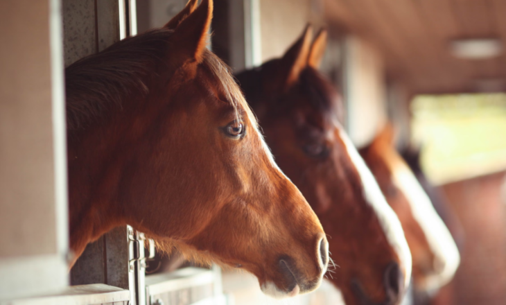 Studimi: Kuajt nuhasin frikën e njeriut