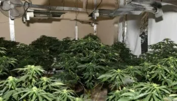 Tjetër “shtëpi bari” në Sarandë/ Apartamenti në një pallat ishte përshtatur për kultivimin e kanabisi