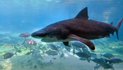 Tragjedi në Sidnej: Vdes 12-vjeçari pas sulmit të peshkaqenit