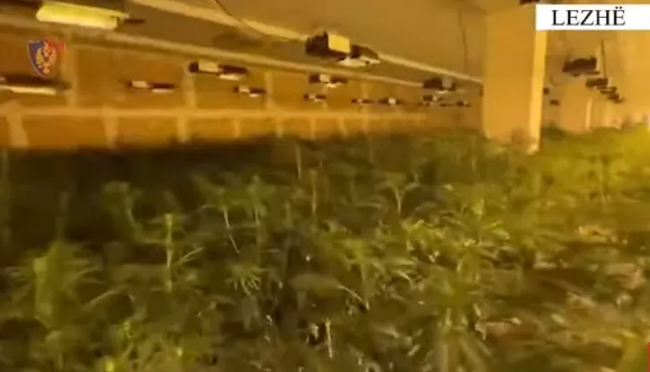 U arrestuan për laboratorin e drogës, lihen në burg babë e bir, arrest në shtëpi për punonjësin e OSHEE