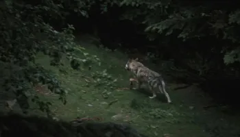 Ujqërit rikthehen në qytetet e Italisë, ndezin debat për bashkëjetesën