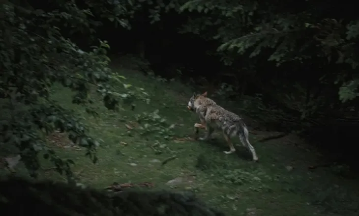 Ujqërit rikthehen në qytetet e Italisë, ndezin debat për bashkëjetesën