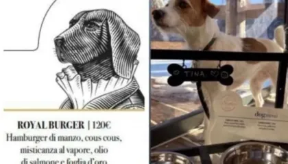 Ushqime me fletë ari/ Menu e pazakontë gourmet për qentë në prag të Olimpiadës Dimërore