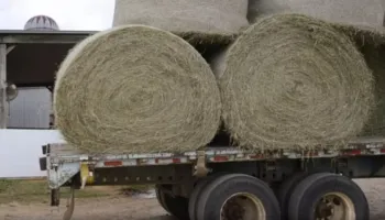 Vdekje tragjike e 25-vjeçarit në Itali, ngeli i bllokuar në makinerinë që përdorej për të grirë kashtën