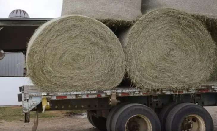 Vdekje tragjike e 25-vjeçarit në Itali, ngeli i bllokuar në makinerinë që përdorej për të grirë kashtën